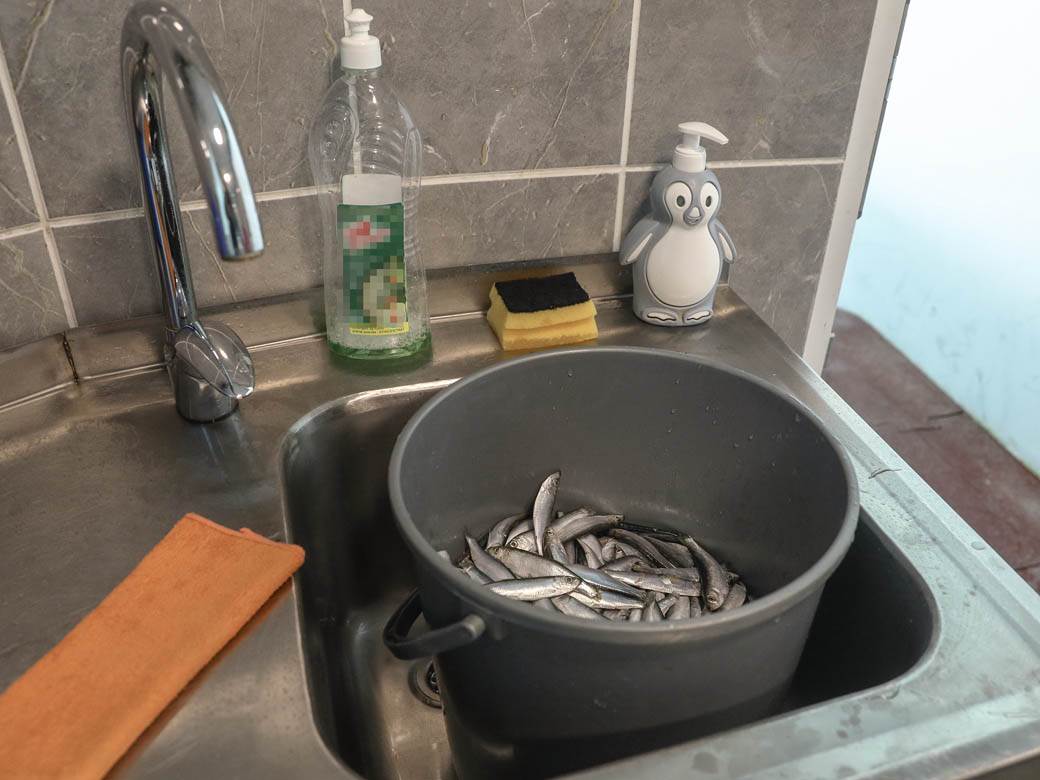 zooloski vrt hranjenje zivotinja