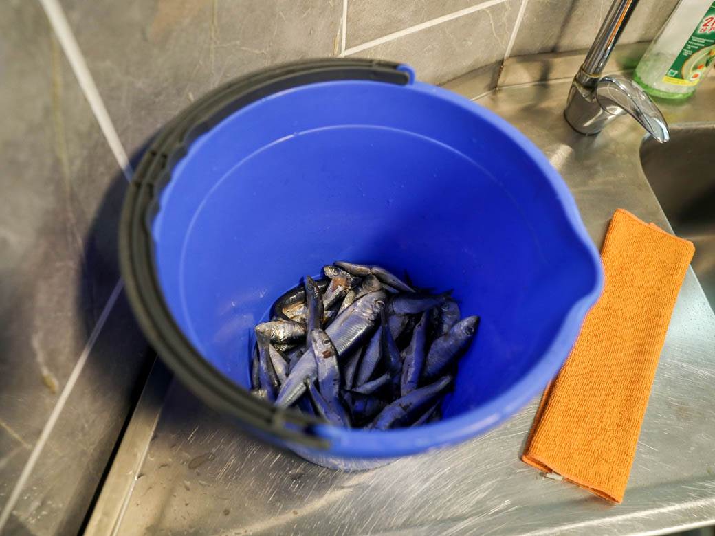 zooloski vrt hranjenje zivotinja