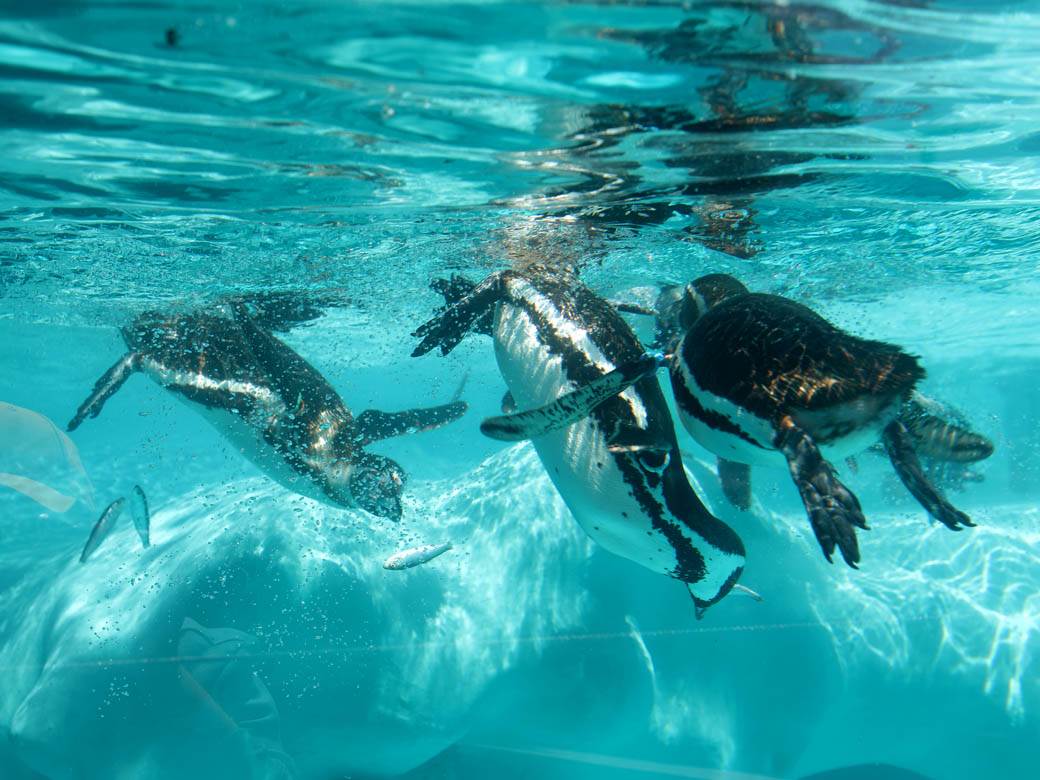 zooloski vrt hranjenje zivotinja