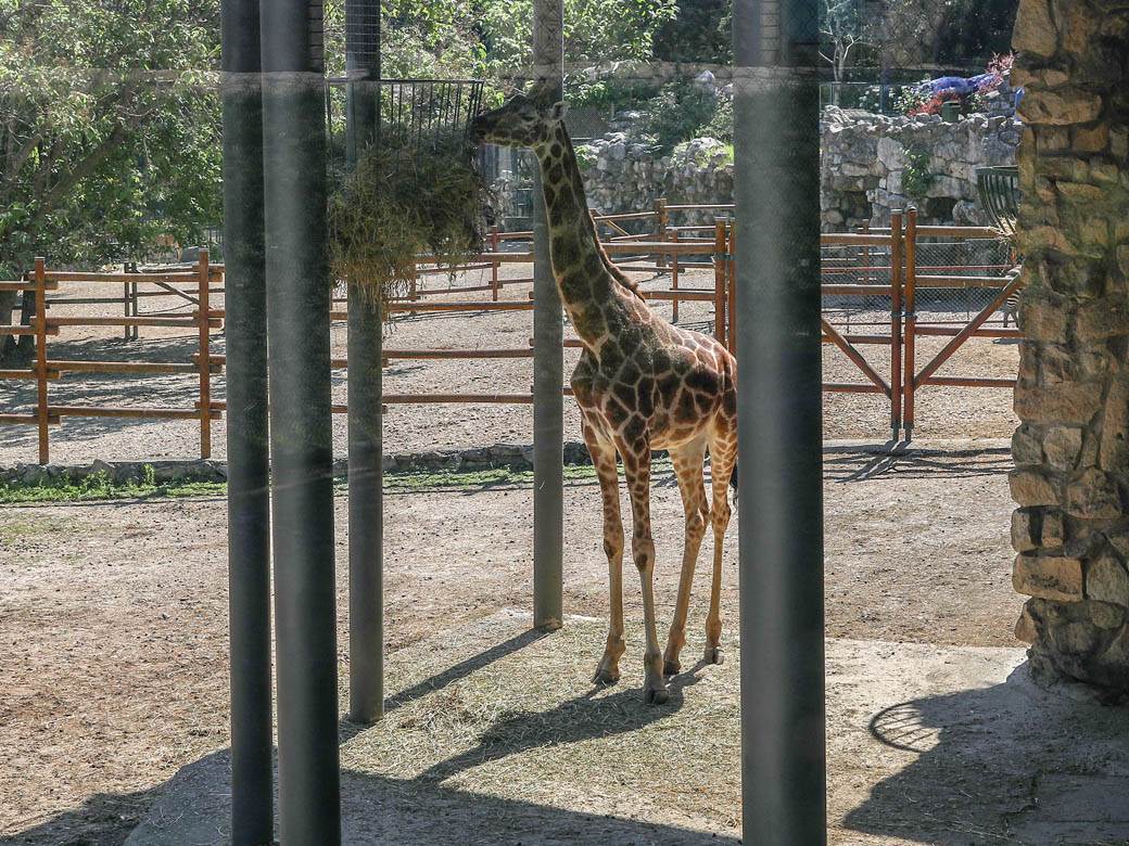zooloski vrt hranjenje zivotinja