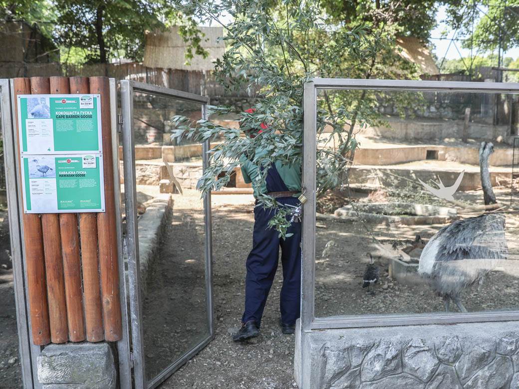 zooloski vrt hranjenje zivotinja