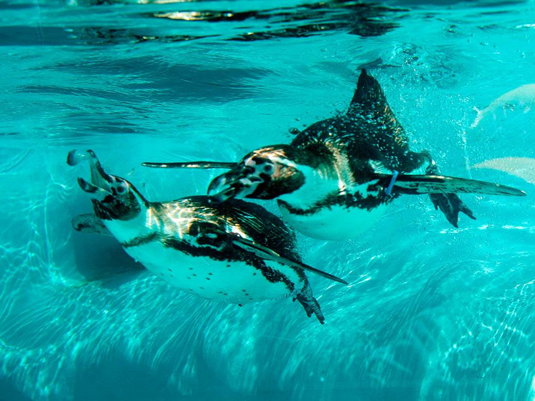 zooloski vrt hranjenje zivotinja