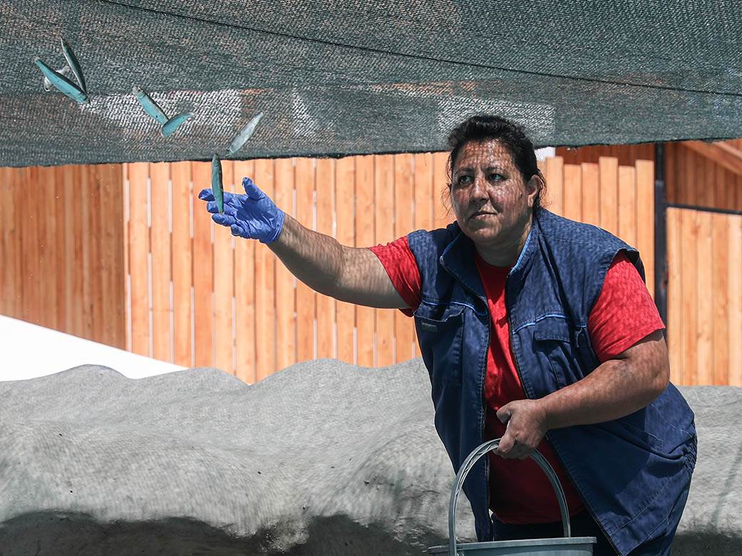 zooloski vrt hranjenje zivotinja