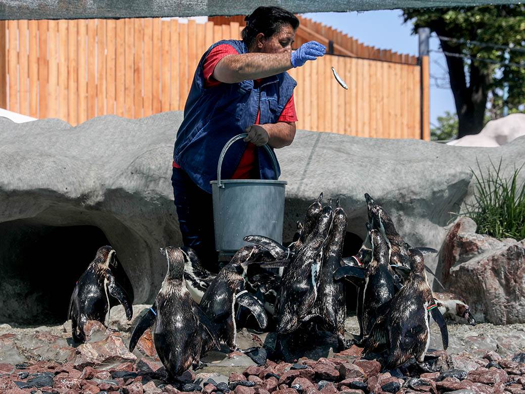 zooloski vrt hranjenje zivotinja