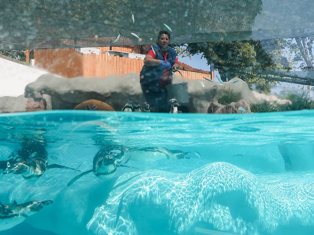 zooloski vrt hranjenje zivotinja