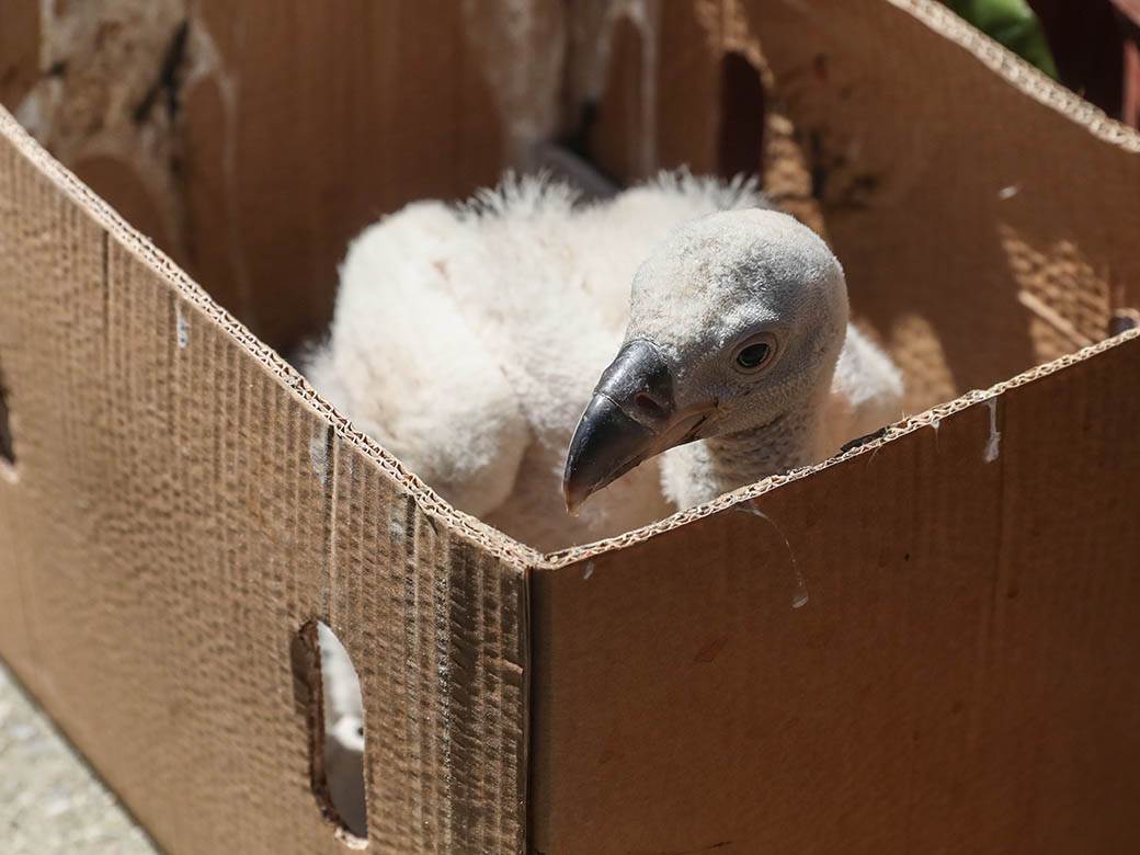 zooloski vrt hranjenje zivotinja