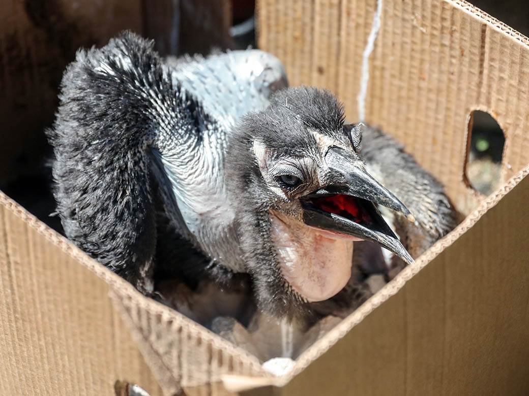 zooloski vrt hranjenje zivotinja