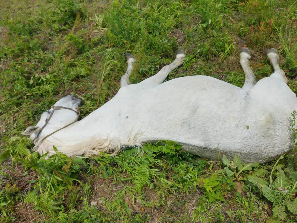 ivanjica grad grom ubio konja unisteni malinjaci