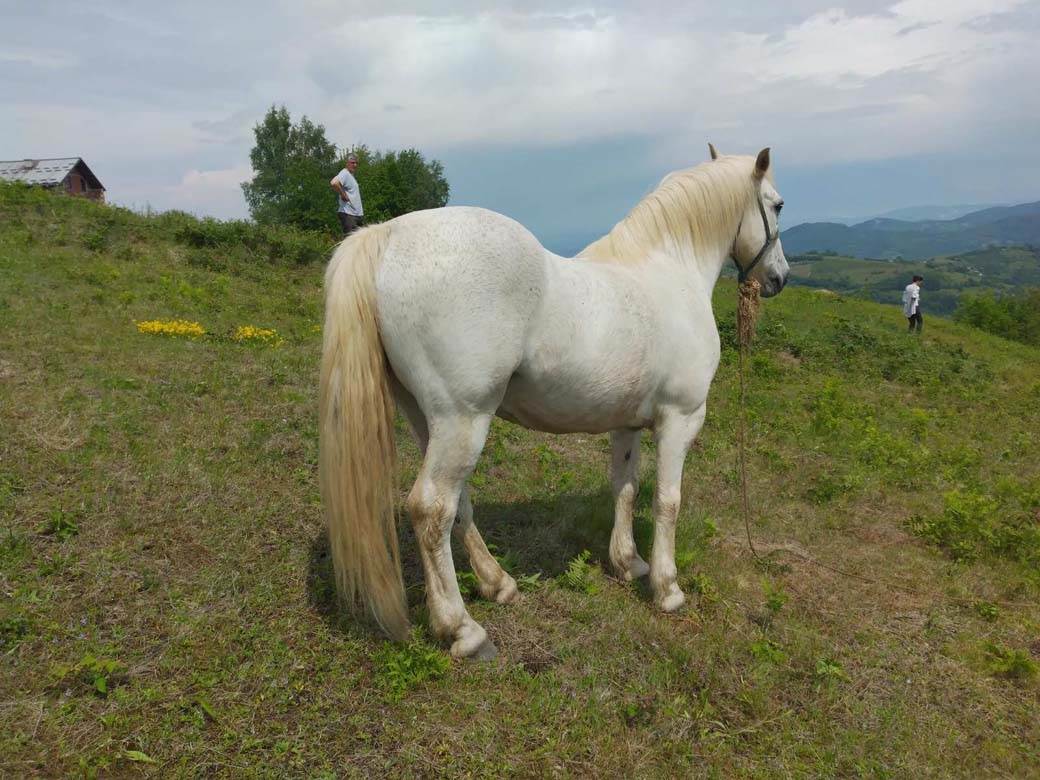 ivanjica grad grom ubio konja unisteni malinjaci