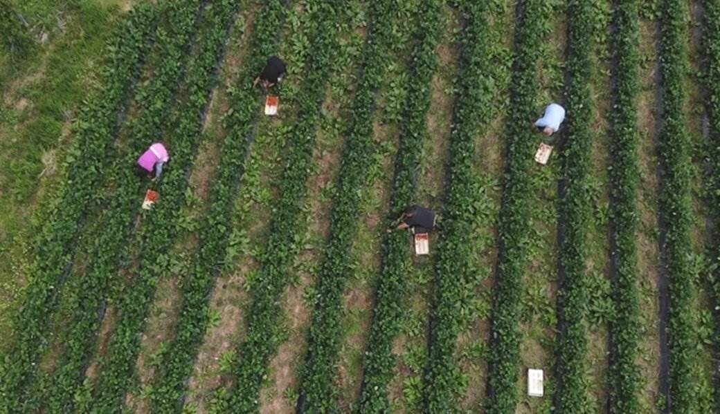 biznis poslovi na selu uzgajanje jagoda