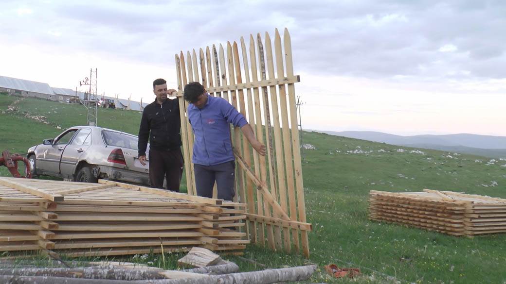 najvece stado ovaca na balkanu pester