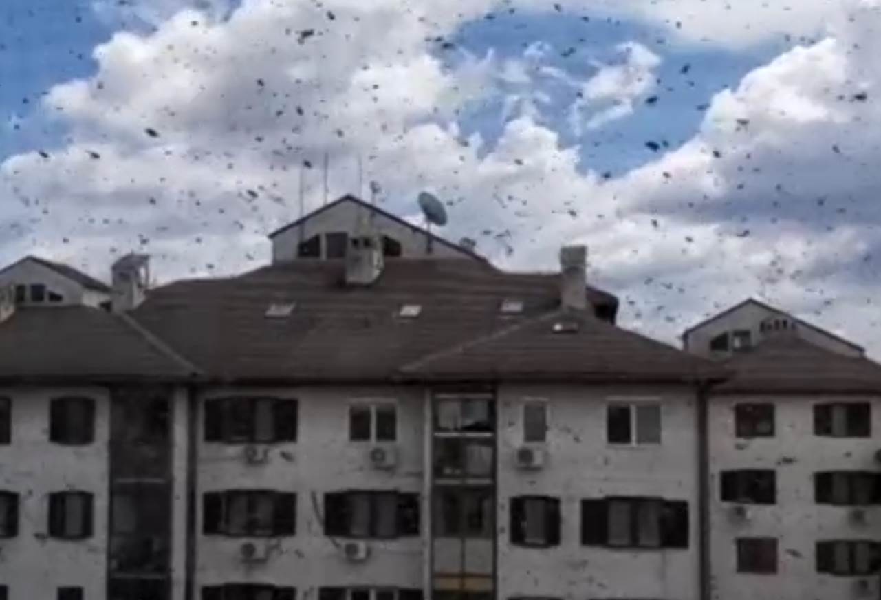 ose na bežanijskoj kosi foto