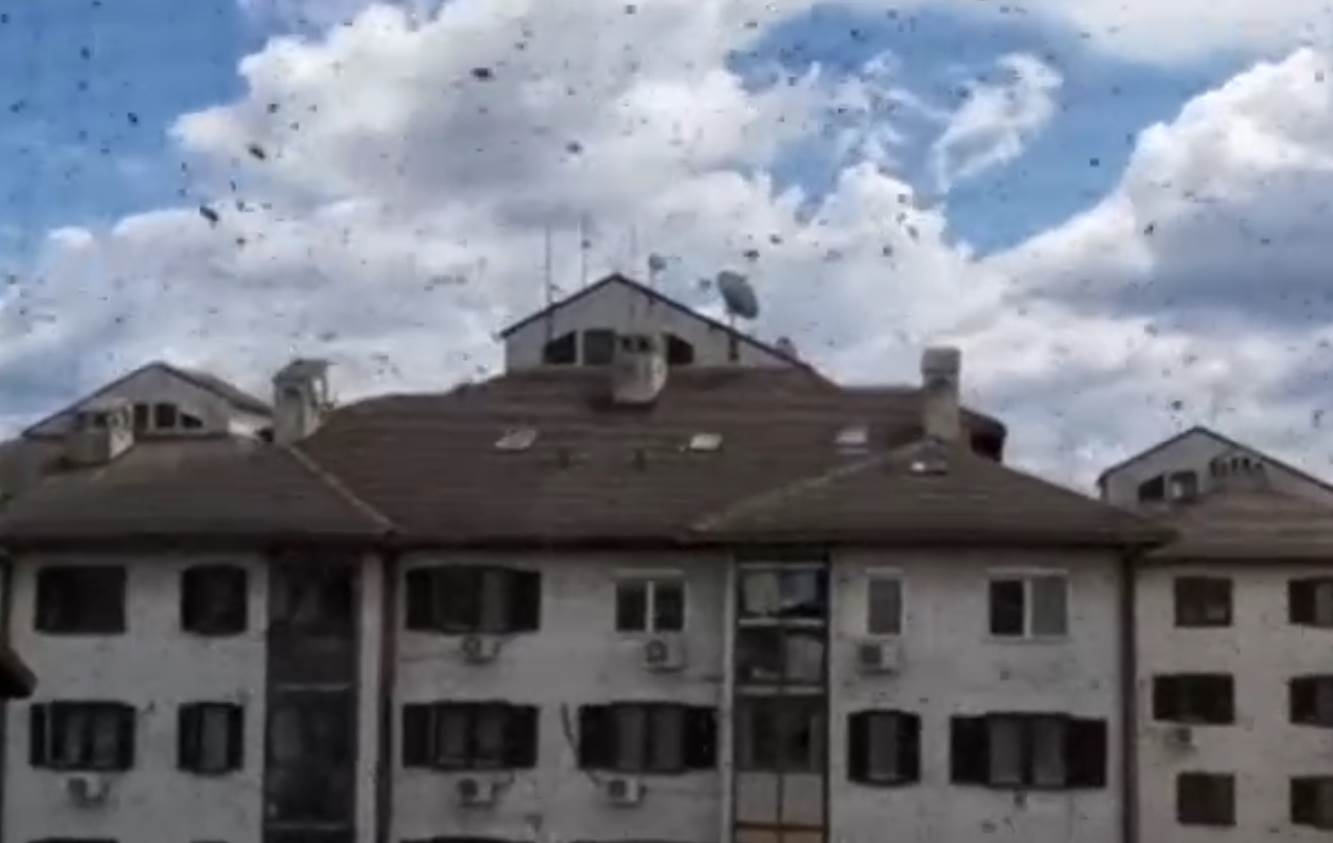 ose na bežanijskoj kosi foto