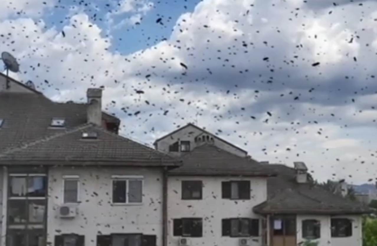 ose na bežanijskoj kosi foto