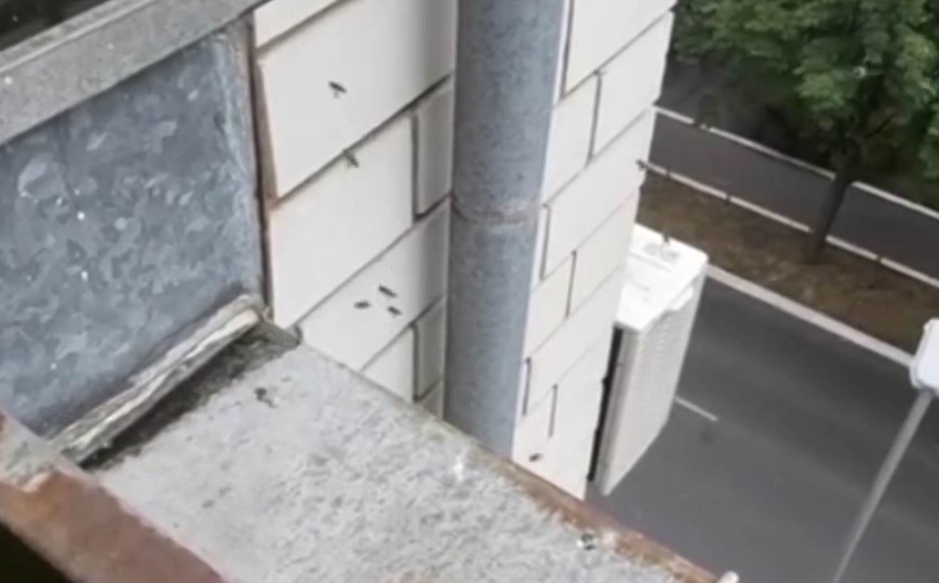 ose na bežanijskoj kosi foto