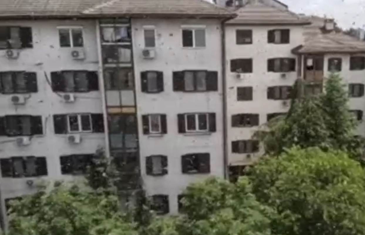 ose na bežanijskoj kosi foto