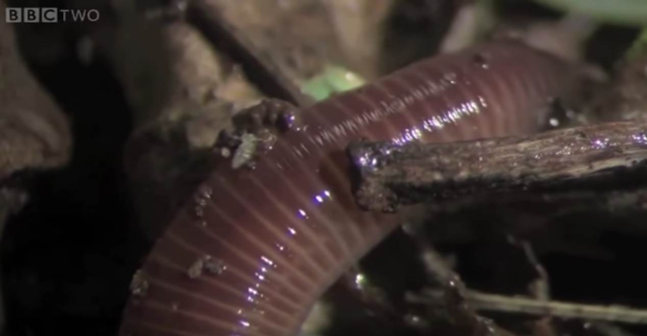 gliste kupovina prodaja i cena