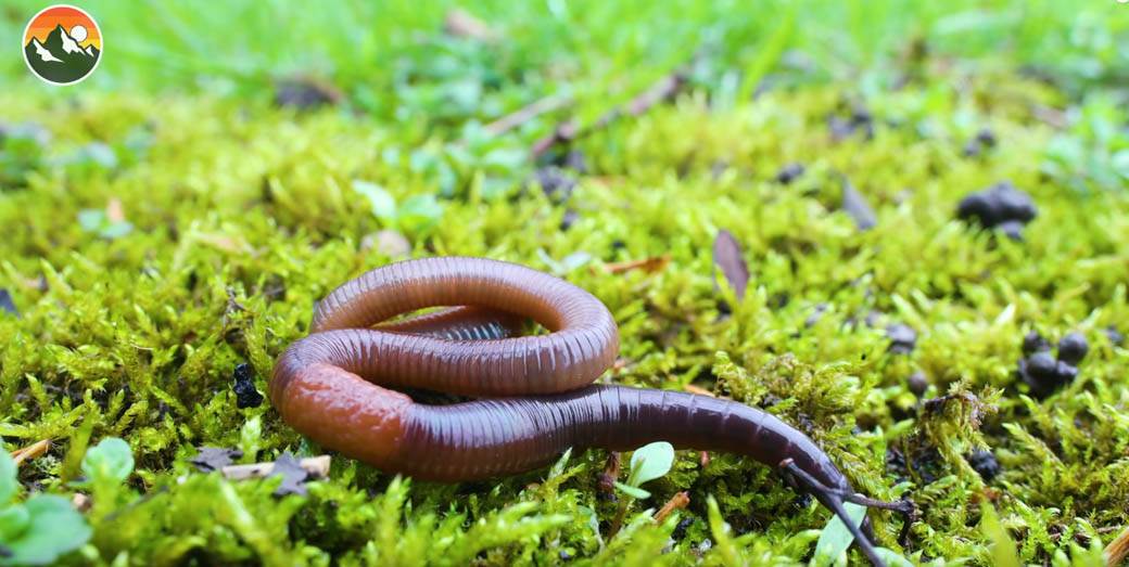 gliste kupovina prodaja i cena