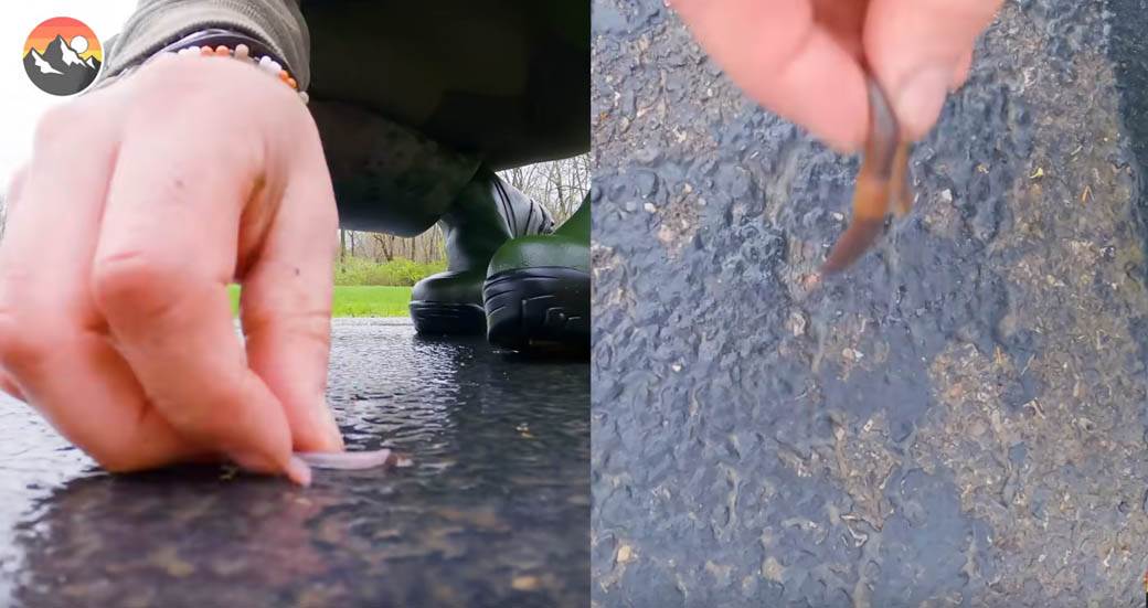 gliste kupovina prodaja i cena