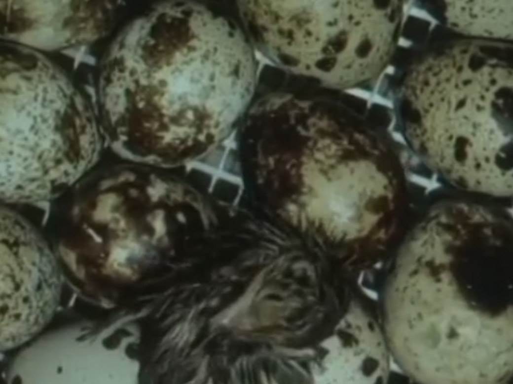 biznis ideja jaja prepelica