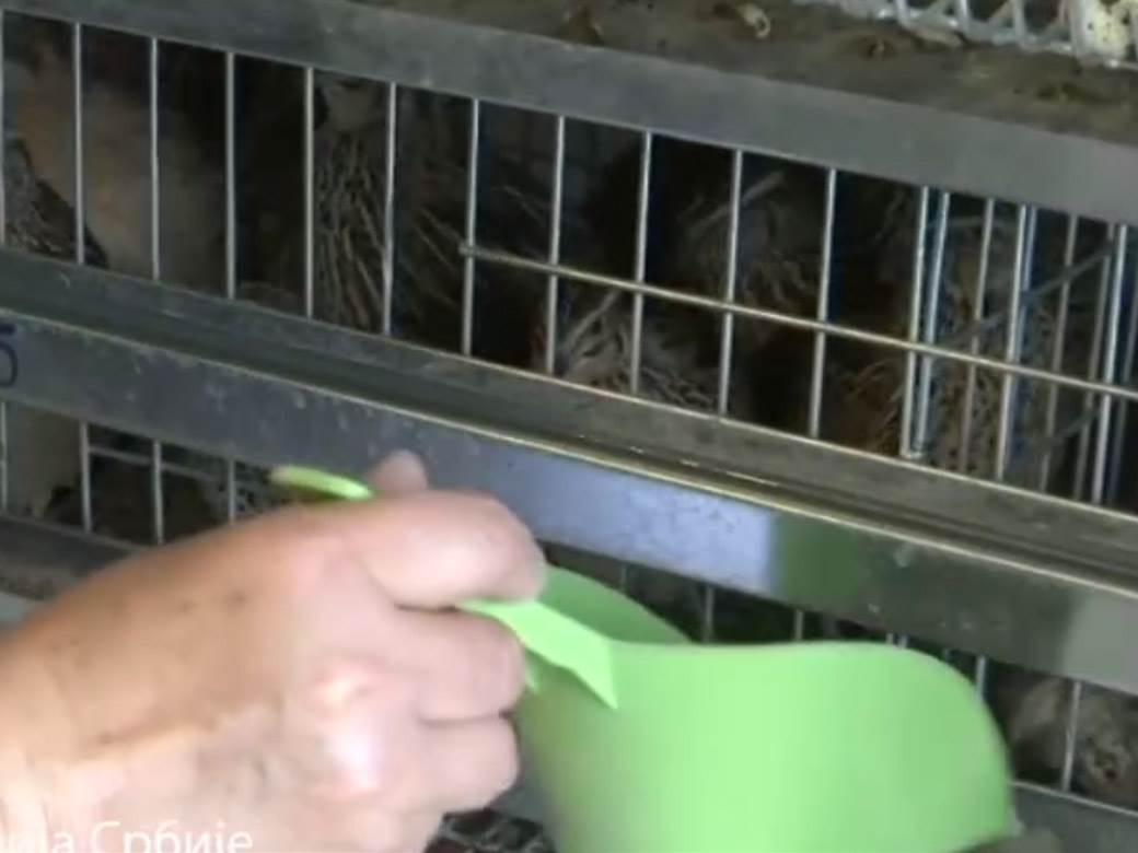 biznis ideja jaja prepelica