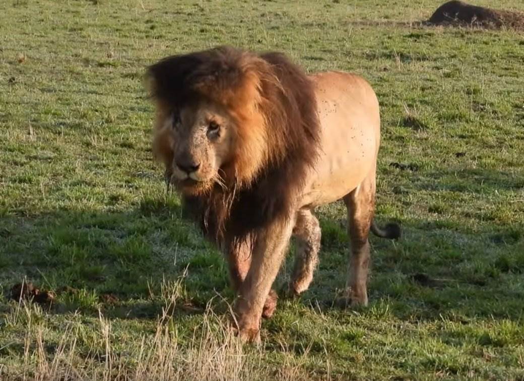 skarfejs lav preminuo u keniji