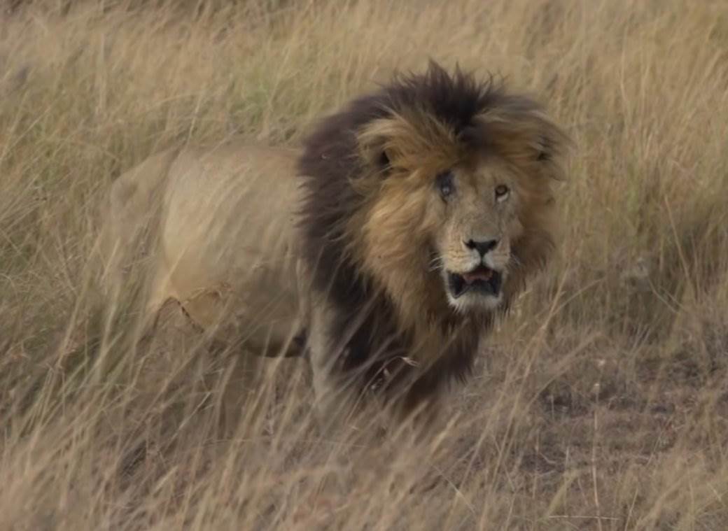 skarfejs lav preminuo u keniji