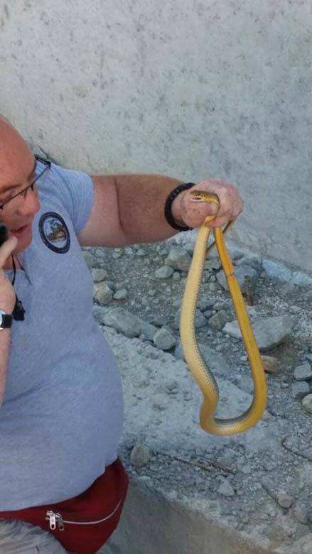 zmije u srbiji ukrotitelj vladica stankovic