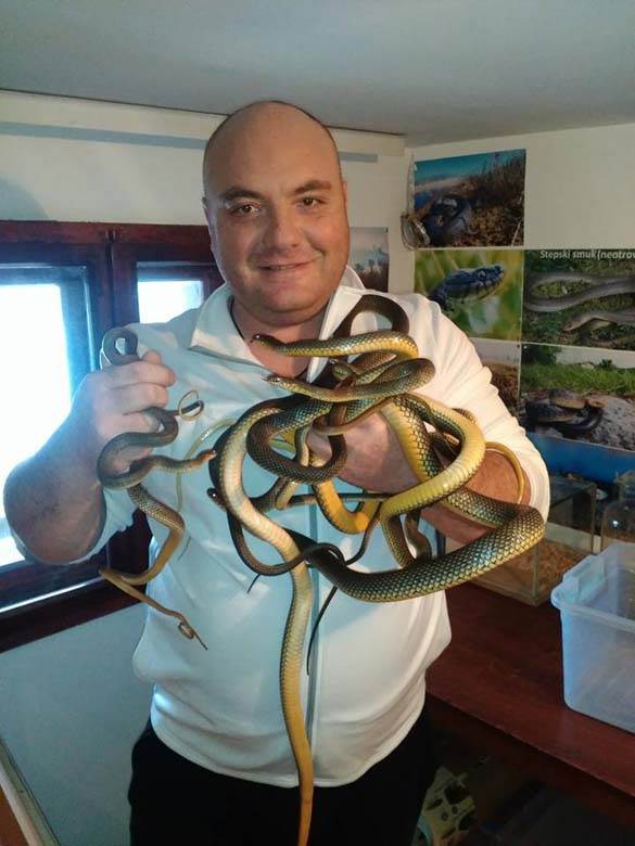 zmije u srbiji ukrotitelj vladica stankovic
