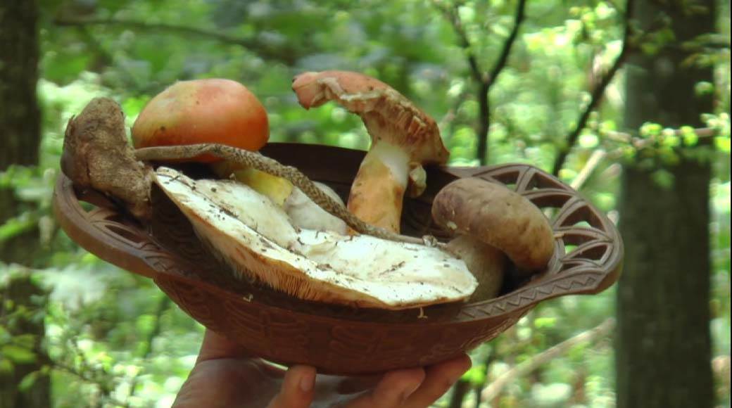 pecurke berba koje su otrovne