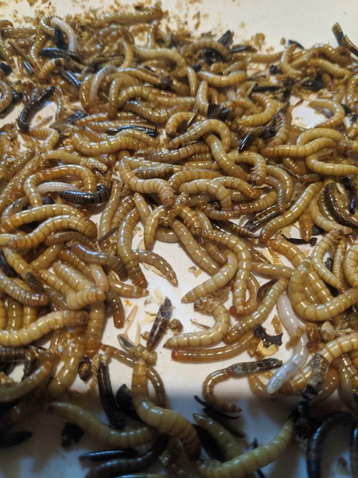 crvi za jelo prodaja veliki brasnar 