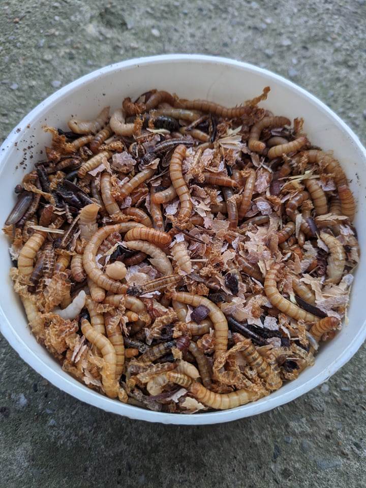 crvi za jelo prodaja veliki brasnar 