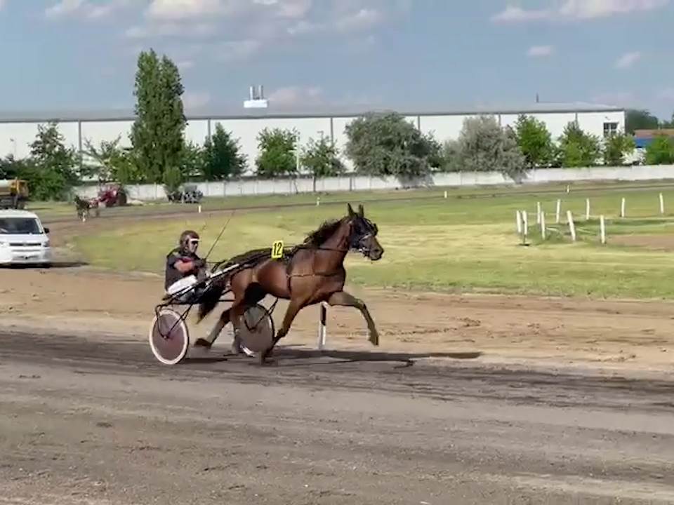 Nikola Jokić objasnio zašto voli konje