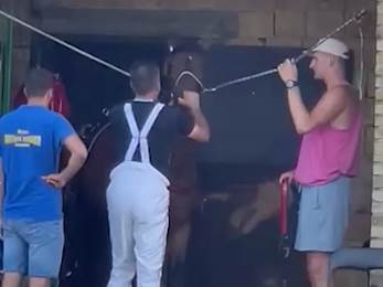 Nikola Jokić objasnio zašto voli konje