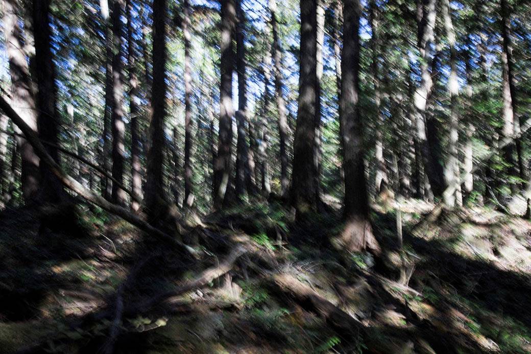 šuma u Japanu samoubistvo