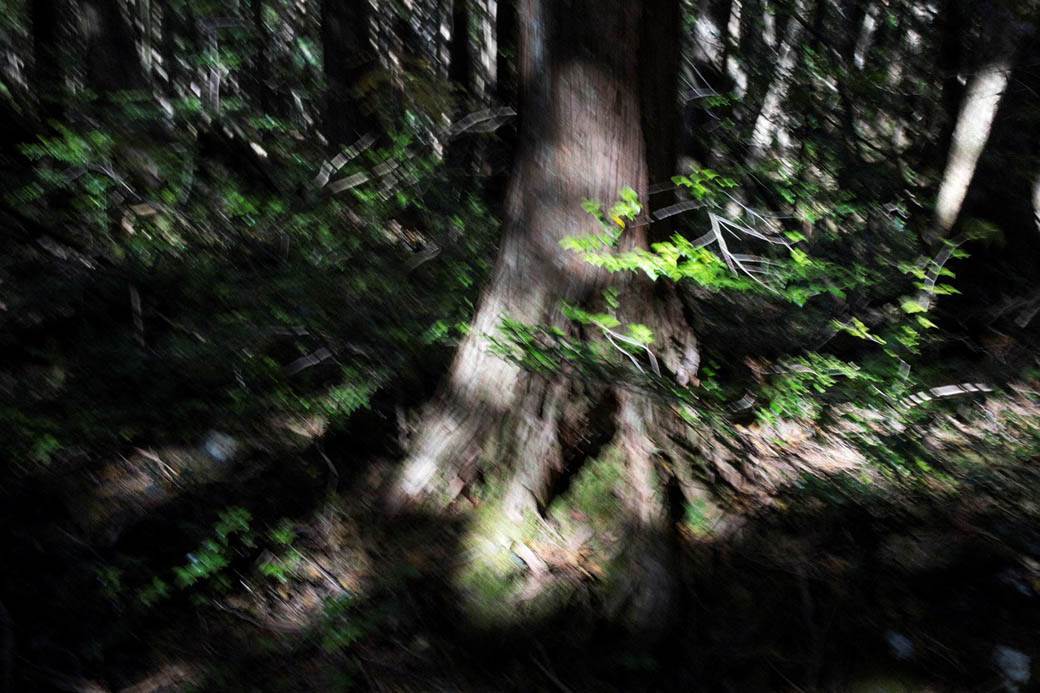 šuma u Japanu samoubistvo