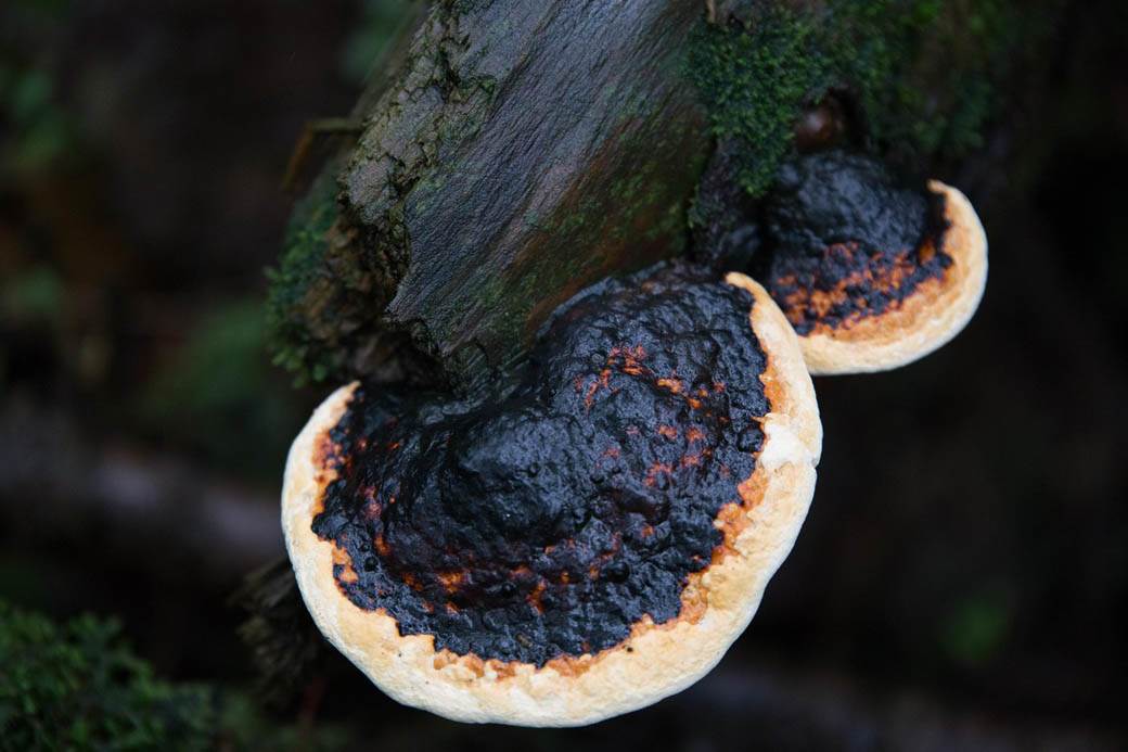 šuma u Japanu samoubistvo