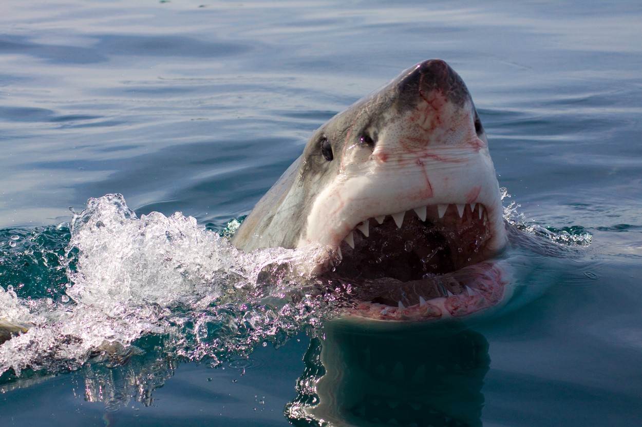 srbin preziveo napad ajkule