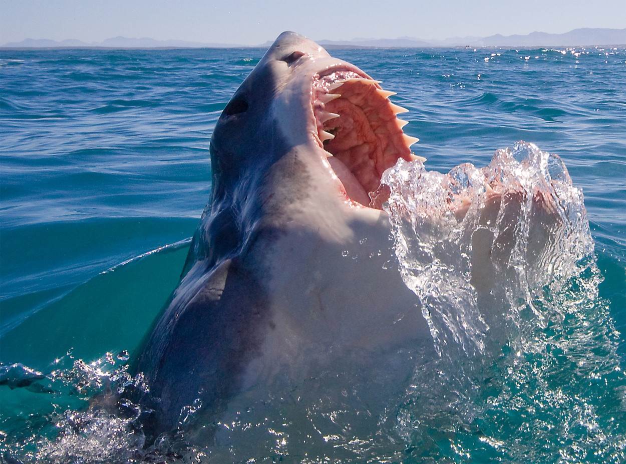 srbin preziveo napad ajkule