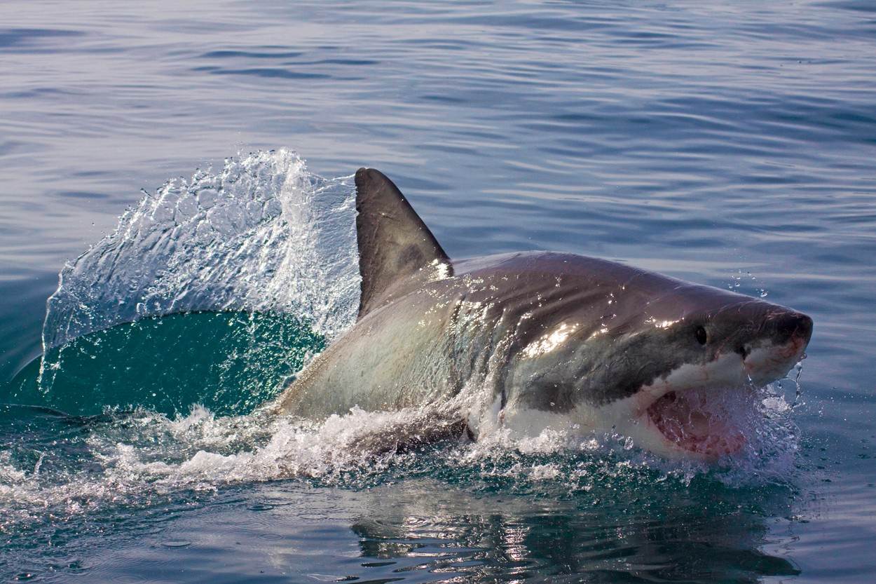 srbin preziveo napad ajkule