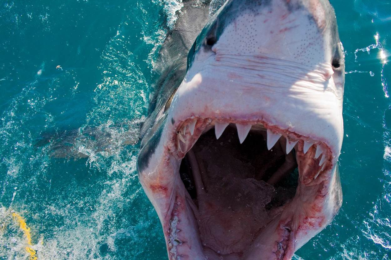 srbin preziveo napad ajkule