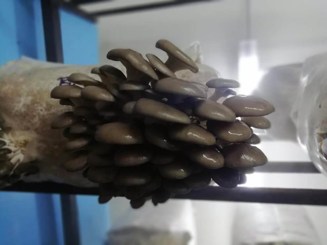 Uzgoj lekovitih gljiva zarada