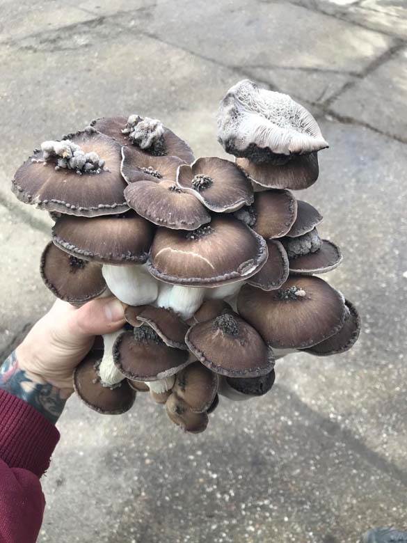 Uzgoj lekovitih gljiva zarada