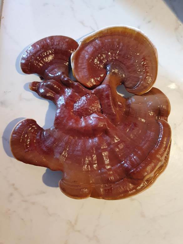 Uzgoj lekovitih gljiva zarada