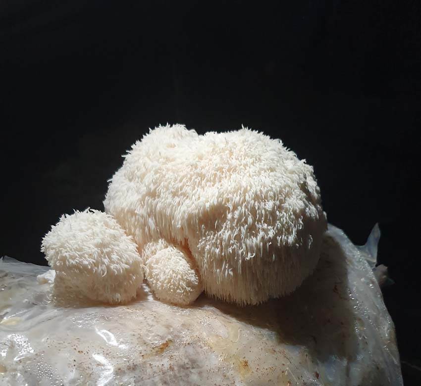 Uzgoj lekovitih gljiva zarada