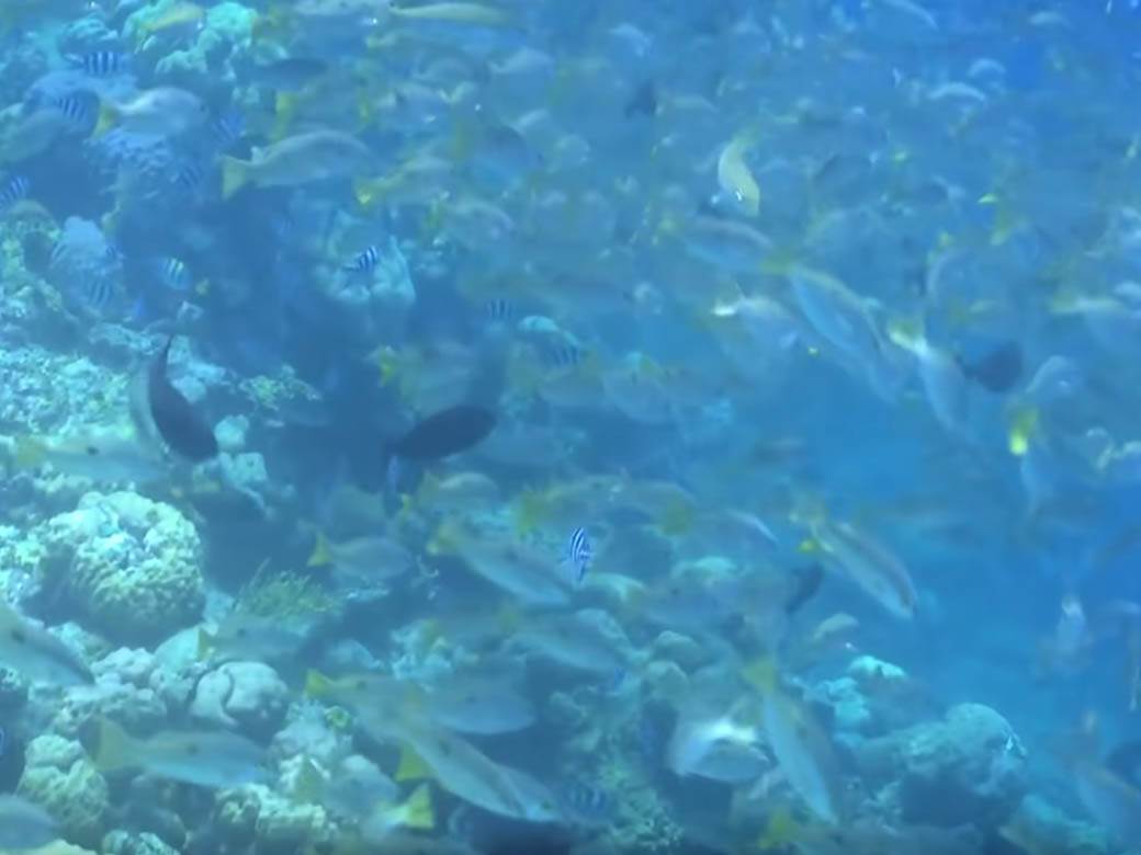 ljudi ribe pleme badzao video