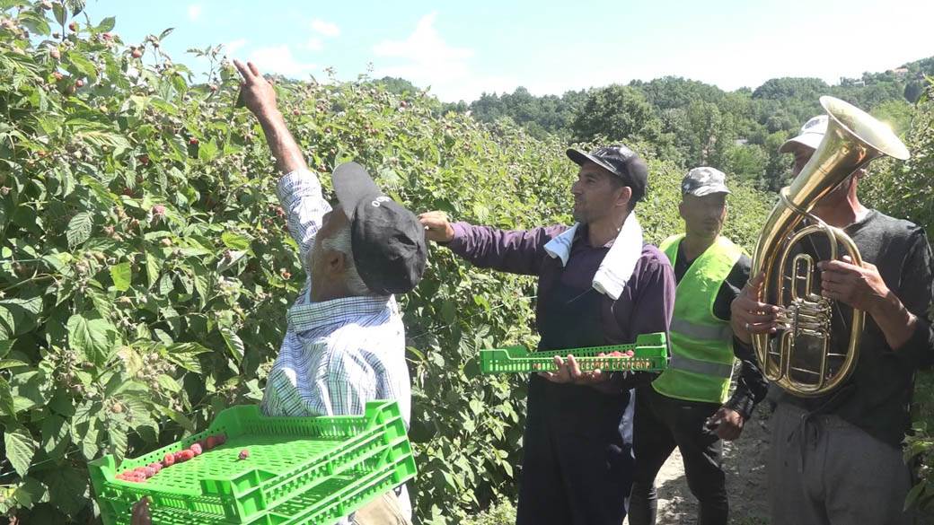 maline arilje dnevnica