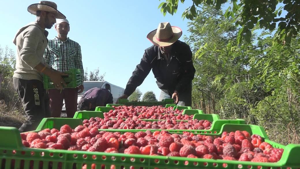 maline arilje dnevnica