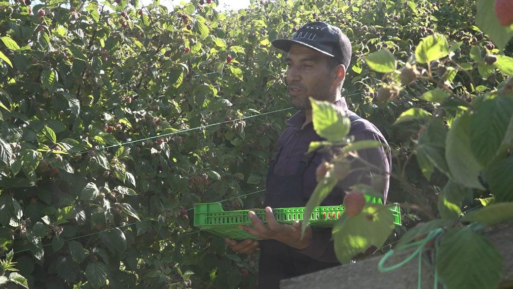 maline arilje dnevnica