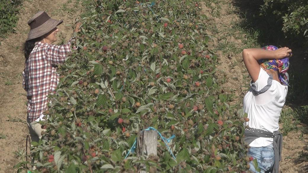 maline arilje dnevnica